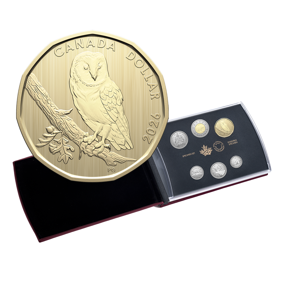 Specimen Set – Barn Owl (2026)